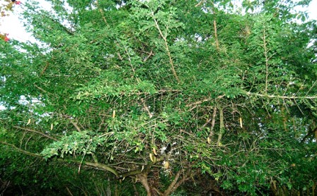 پارمنتیرا ادولیز - معرفی درختان میوه